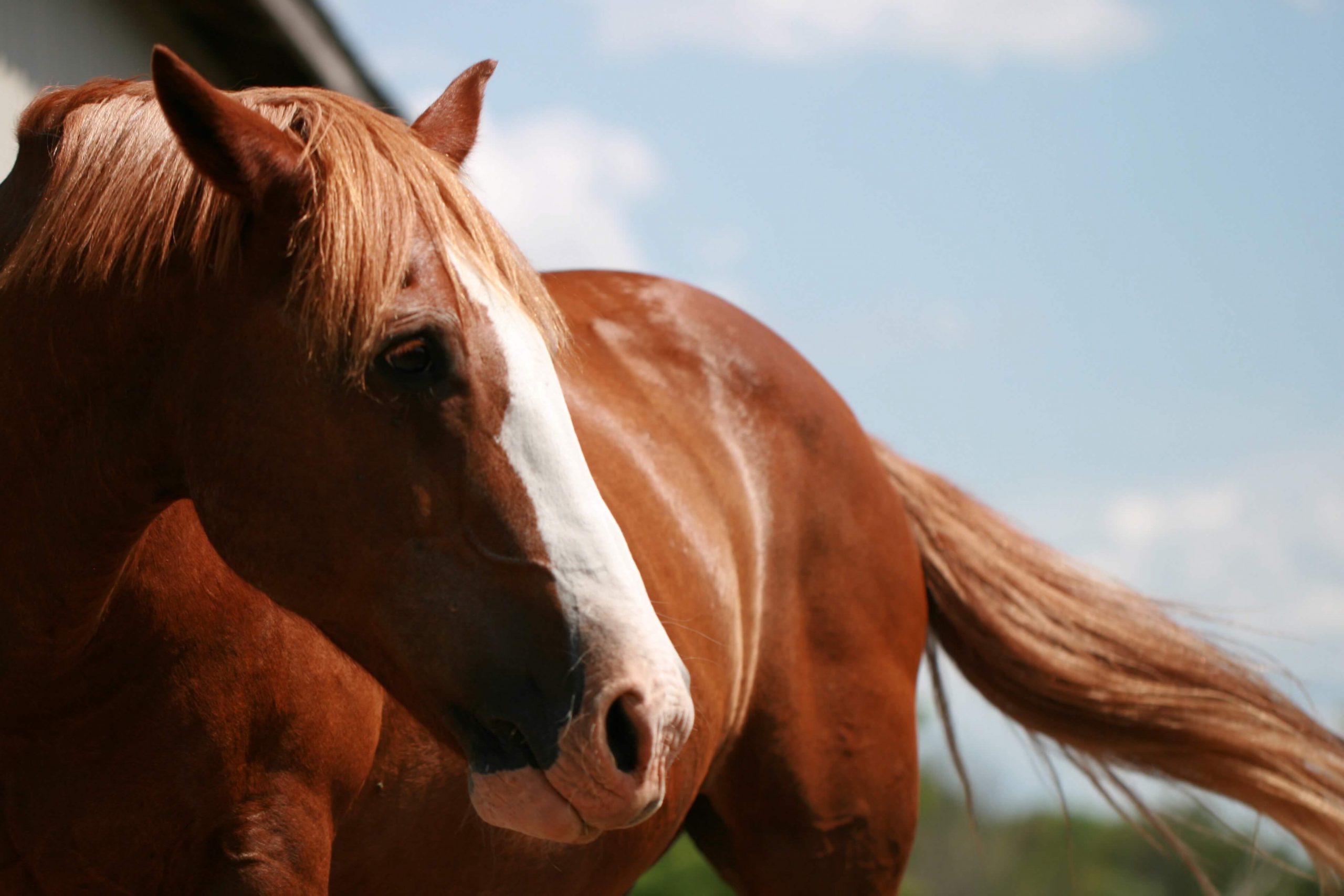  Why horses evolved to sacrifice themselves